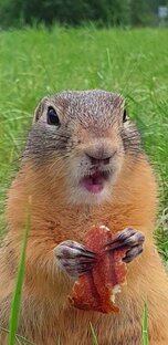 Суслики милашки