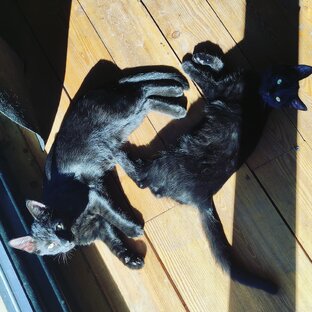 Риччи и Плюша❤️