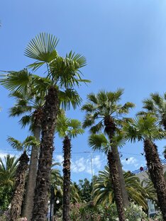 Русская красота 