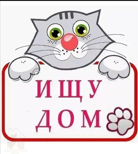 Кошки и котята! Ищут дом! 