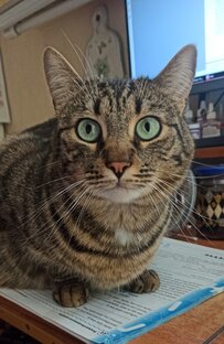 Котики! Котики!