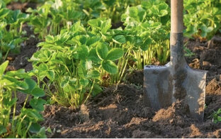 Дачные хитрости👨‍🌾