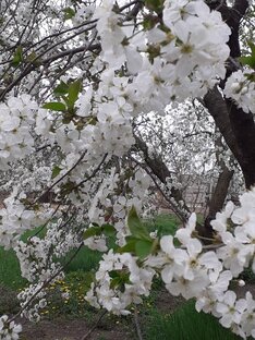 - Что происходит на свете? - А просто весна!