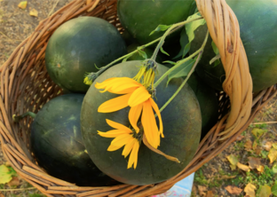 АРБУЗНАЯ ТЕМА | Для любителей этой ягоды и огородников