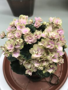 Ролики с названиями сортов и кратким обзором фиалок из личной коллекции