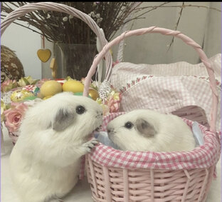 Питомник СвиноМорье 