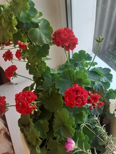 Мои цветы