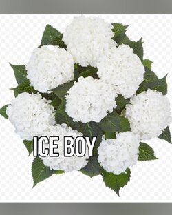 Гортензии 2023