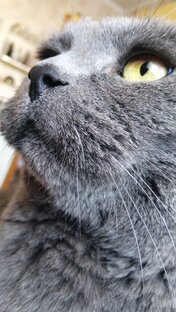 Моя семья и другие звери.