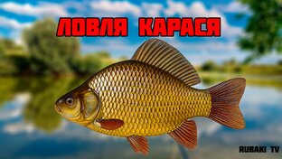 Ловля карася 