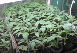 Выращивание рассады