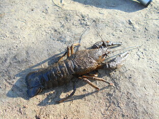 живые обитатели водоёмов