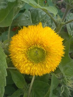 фильмы про людей (и не только людей) с аутизмом и прочей инвалидностью