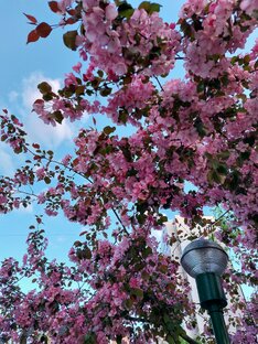 Цветы и травы