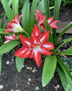 Гиппеаструмы и амариллисы