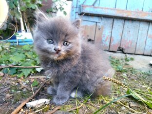 Мои любимые животные
