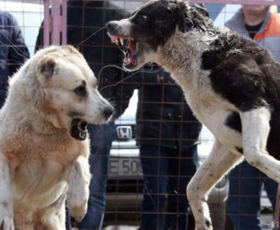 Массовое убийство на Украине. Как и за какие деньги.