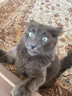 Кот из приюта