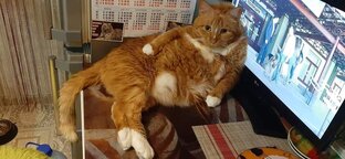 История от подписчика