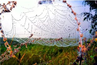 СП "Осень в ажуре"