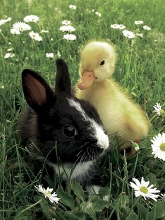 Домашние животные