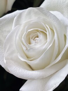 Статьи про уличные растения 