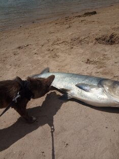 Мой улов🐟