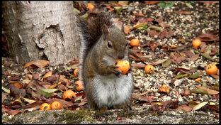 Лесные Жители | ТОП-100