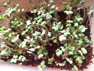 Зимний огород