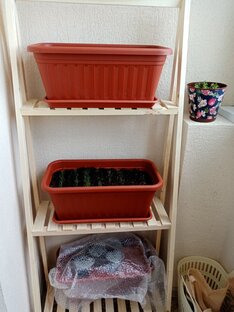 Балконный огород