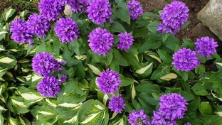 не было бы счастья