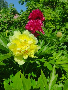 🌸🌺🌻🌹🌷🌼💐Цветы