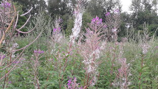 Про травы и растения