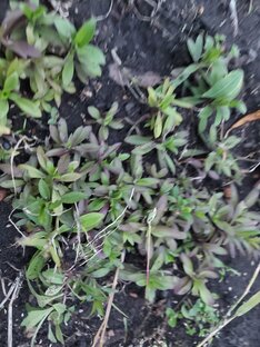 Про сорняки