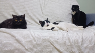 Коти