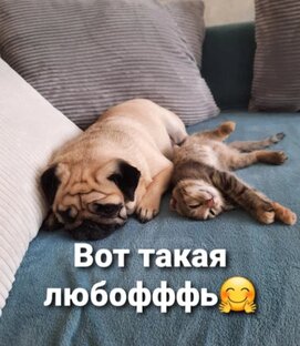 Наши любимые и забавные питомцы🥰