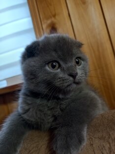 Тишка♥️