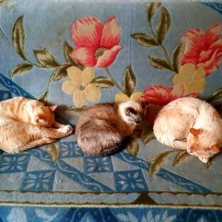 Два кота и одна кошка