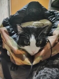 Про котиков и собачек