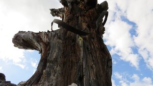 Чем ближе земля - тем ближе черви