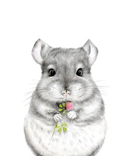 Забота и здоровье шиншилл