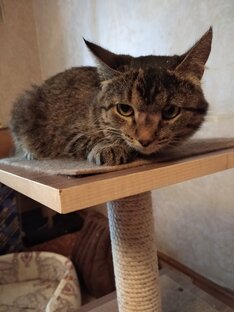 Проблемные кошки