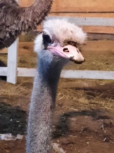 Животный мир и природа