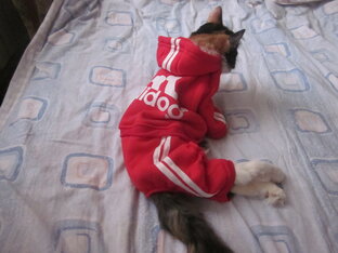 Наряды и всё такое