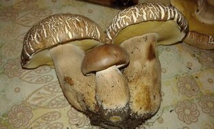 Грибные страсти + ягодки