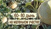 Урожайный сад огород. Натуральные продукты и экономия для путешествий.