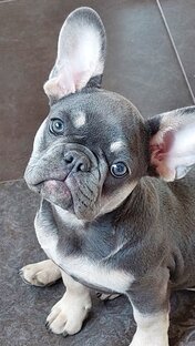 Блюгерл Фоллис (Клава)