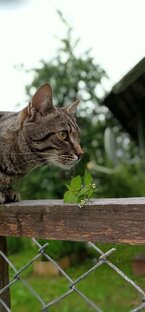 Чебурашка - Федуняшка🐈‍⬛ Видео ролики