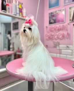 полезности | груминг