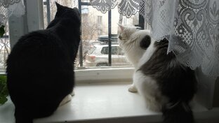 Малыш и Васенька (коты домашние обыкновенные)